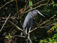 Tierwelt Costa Ricas &ndash; &copy; Ralf Mehnert (Eberhardt TRAVEL)
