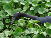 Tierwelt Costa Ricas &ndash; &copy; Ralf Mehnert (Eberhardt TRAVEL)