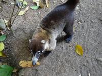 Nasenbär &ndash; &copy; Ralf Mehnert (Eberhardt TRAVEL)
