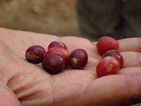 Kaffeebohnen &ndash; &copy; Ralf Mehnert (Eberhardt TRAVEL)