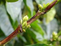 Kaffeestrauch &ndash; &copy; Ralf Mehnert (Eberhardt TRAVEL)