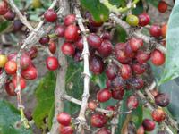 Kaffeestrauch &ndash; &copy; Ralf Mehnert (Eberhardt TRAVEL)