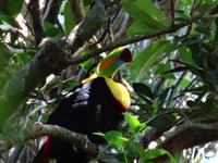 Tukan &ndash; &copy; Ralf Mehnert (Eberhardt TRAVEL)