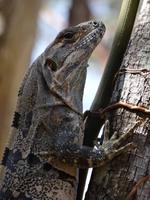 Leguan &ndash; &copy; Ralf Mehnert (Eberhardt TRAVEL)