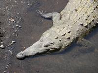 Krokodil &ndash; &copy; Ralf Mehnert (Eberhardt TRAVEL)
