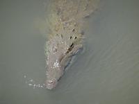 Krokodil &ndash; &copy; Ralf Mehnert (Eberhardt TRAVEL)