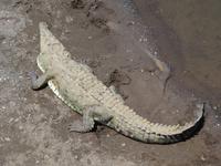 Krokodil &ndash; &copy; Ralf Mehnert (Eberhardt TRAVEL)