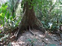 Carara Nationalpark &ndash; &copy; Ralf Mehnert (Eberhardt TRAVEL)
