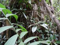 Carara Nationalpark &ndash; &copy; Ralf Mehnert (Eberhardt TRAVEL)