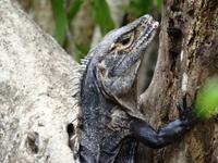 Leguan &ndash; &copy; Ralf Mehnert (Eberhardt TRAVEL)