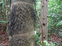 Holzkunst? &ndash; &copy; Ralf Mehnert (Eberhardt TRAVEL)
