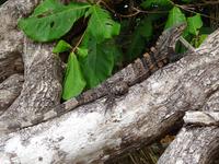 Leguan &ndash; &copy; Ralf Mehnert (Eberhardt TRAVEL)