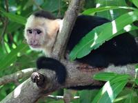 Kapuzineraffe &ndash; &copy; Ralf Mehnert (Eberhardt TRAVEL)