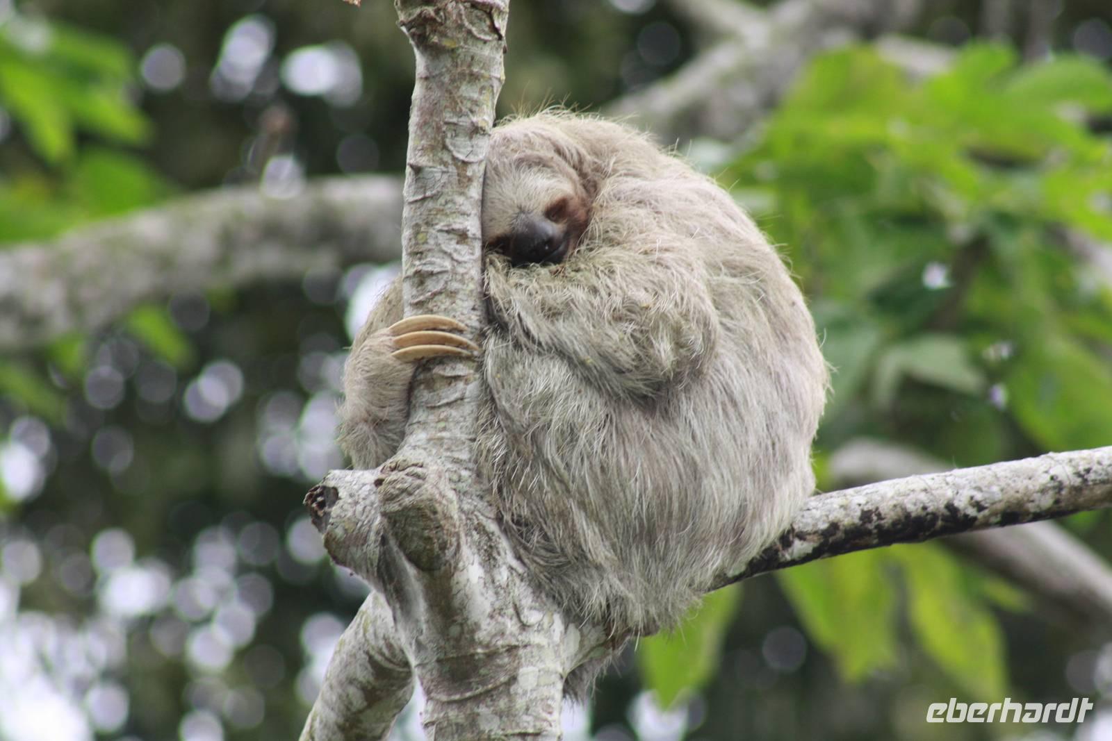 007 Costa Rica - Faultier &ndash; &copy; Kerstin Heintzel (Eberhardt TRAVEL)