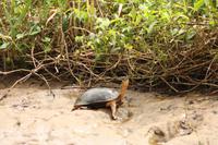 020 Costa Rica - Tortuguero - Schildkröte