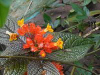 043 Costa Rica - Tortuguero - Blüte &ndash; &copy; Kerstin Heintzel (Eberhardt TRAVEL)