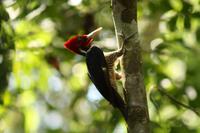 097 Costa Rica - Specht &ndash; &copy; Kerstin Heintzel (Eberhardt TRAVEL)
