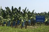 Bananenplantage &ndash; &copy; Astrid Fuhse (Eberhardt TRAVEL)