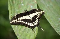 Danaus Eco Center &ndash; &copy; Astrid Fuhse (Eberhardt TRAVEL)