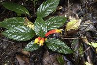Blüten Costa Ricas &ndash; &copy; Astrid Fuhse (Eberhardt TRAVEL)