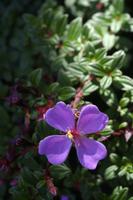 Blüten Costa Ricas &ndash; &copy; Astrid Fuhse (Eberhardt TRAVEL)