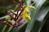 Blüten Costa Ricas &ndash; &copy; Astrid Fuhse (Eberhardt TRAVEL)