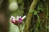 Blüten Costa Ricas &ndash; &copy; Astrid Fuhse (Eberhardt TRAVEL)
