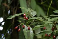 Blüten Costa Ricas &ndash; &copy; Astrid Fuhse (Eberhardt TRAVEL)