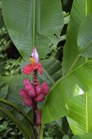 Blüten Costa Ricas &ndash; &copy; Astrid Fuhse (Eberhardt TRAVEL)