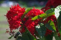 Blüten Costa Ricas &ndash; &copy; Astrid Fuhse (Eberhardt TRAVEL)