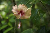 Blüten Costa Ricas &ndash; &copy; Astrid Fuhse (Eberhardt TRAVEL)