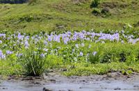 Blüten Costa Ricas &ndash; &copy; Astrid Fuhse (Eberhardt TRAVEL)