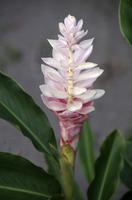 Blüten Costa Ricas &ndash; &copy; Astrid Fuhse (Eberhardt TRAVEL)