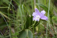 Blüten Costa Ricas &ndash; &copy; Astrid Fuhse (Eberhardt TRAVEL)