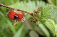 Blüten Costa Ricas &ndash; &copy; Astrid Fuhse (Eberhardt TRAVEL)