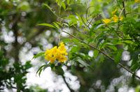 Blüten Costa Ricas &ndash; &copy; Astrid Fuhse (Eberhardt TRAVEL)