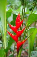 Blüten Costa Ricas &ndash; &copy; Astrid Fuhse (Eberhardt TRAVEL)