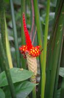 Blüten Costa Ricas &ndash; &copy; Astrid Fuhse (Eberhardt TRAVEL)