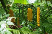 Blüten Costa Ricas &ndash; &copy; Astrid Fuhse (Eberhardt TRAVEL)