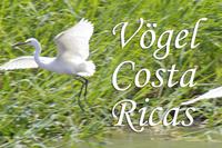 Vögel Costa Ricas &ndash; &copy; Astrid Fuhse (Eberhardt TRAVEL)