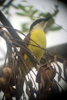 Vögel Costa Ricas &ndash; &copy; Astrid Fuhse (Eberhardt TRAVEL)