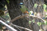 Vögel Costa Ricas &ndash; &copy; Astrid Fuhse (Eberhardt TRAVEL)