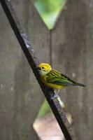 Vögel Costa Ricas &ndash; &copy; Astrid Fuhse (Eberhardt TRAVEL)