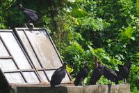 Vögel Costa Ricas &ndash; &copy; Astrid Fuhse (Eberhardt TRAVEL)