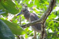 Vögel Costa Ricas &ndash; &copy; Astrid Fuhse (Eberhardt TRAVEL)