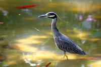 Vögel Costa Ricas &ndash; &copy; Astrid Fuhse (Eberhardt TRAVEL)