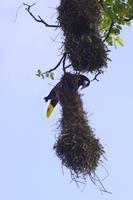 Vögel Costa Ricas &ndash; &copy; Astrid Fuhse (Eberhardt TRAVEL)