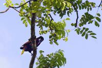 Vögel Costa Ricas &ndash; &copy; Astrid Fuhse (Eberhardt TRAVEL)