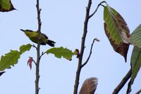 Vögel Costa Ricas &ndash; &copy; Astrid Fuhse (Eberhardt TRAVEL)