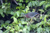 Vögel Costa Ricas &ndash; &copy; Astrid Fuhse (Eberhardt TRAVEL)